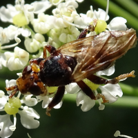 Myopa buccata (Myope joufflue)