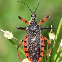 rhynocoris_annulatus2mv