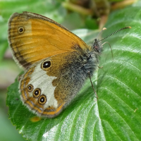 coenonympha_arcania3mv