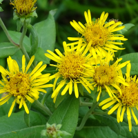 inula_helvetica2mv