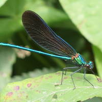 calopteryx_virgo4md (Calopteryx virgo ssp. virgo)