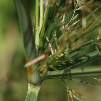 cyperus_longus2md (Cyperus longus)