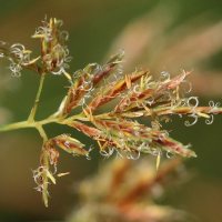 cyperus_longus3md (Cyperus longus)