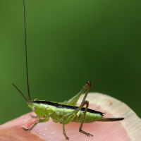 conocephalus_dorsalis2md (Conocephalus dorsalis)