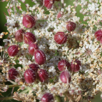 Kiefferia pericarpiicola (Cécidomyie, Galle de la carotte)