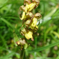 dactylorhiza_viridis7mv (Dactylorhiza viridis)