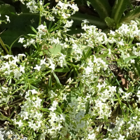 Galium anisophyllon (Gaillet à feuilles inégales)