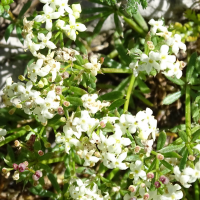 galium_anisophyllon2mv