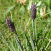 phleum_alpinum2mv