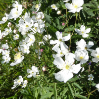 Ranunculus platanifolius (Renolncule à feuilles de platane)