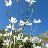 ranunculus_platanifolius2gv