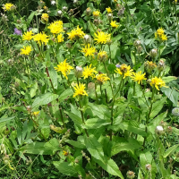 Crepis pyrenaica (Crépide des Pyrénées)