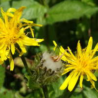 crepis_pyrenaica2mv (Crepis pyrenaica)