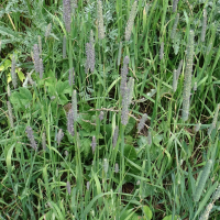 Phleum pratense (Fléole des près, Phléole des près, Queue de rat)