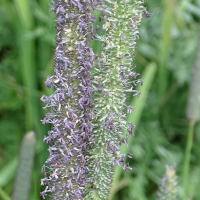 phleum_pratense2mv