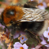 bombus_hypnorum2md (Bombus hypnorum)