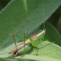 conocephalus_fuscus8md (Conocephalus fuscus)