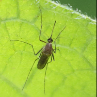 culex_pipiens2bd (Culex pipiens)