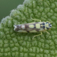 eupteryx_aurata3mdjpg