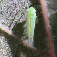 Alebra coryli (Cicadelle)