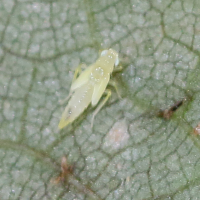 alebra_coryli_juv1md (Alebra coryli)