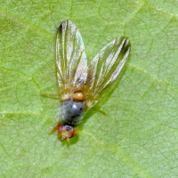 Palloptera ustulata (Mouche)