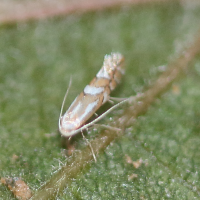 phyllonorycter_coryli1bd