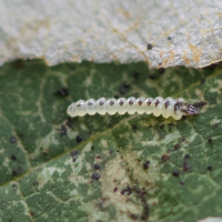 phyllonorycter_coryli_larv1md