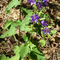 Campanula trachelium (Campanule à feuilles d'ortie)