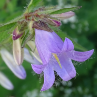 campanula_trachellum2mv (Campanula trachelium)