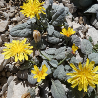 crepis_pygmaea4gv (Crepis pygmaea)