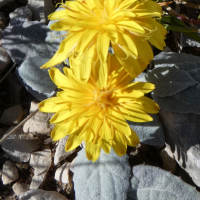 crepis_pygmaea5gv