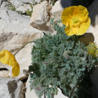 papaver_alpinum_alpinum4gv