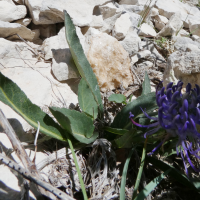 Phyteuma charmelii (Raiponce de Charmeil)