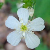 ranunculus_platanifolius3mv