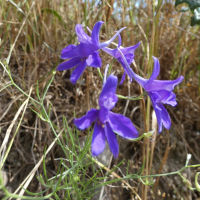 delphinium_consolida_consolida4gv