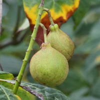 aesculus_parviflora2md (Aesculus parviflora)