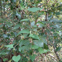 fallopia_convolvulus5md