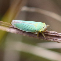 cicadella_viridis8md (Cicadella viridis)