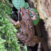 Rana dalmatina (Grenouille agile)