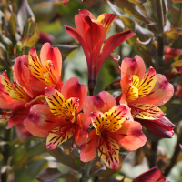 alstroemeria_aurea4md