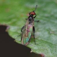 Hybos culiciformis (Mouche, Moucheron)