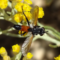 cylindromyia_brassicaria2mv (Cylindromyia brassicaria)