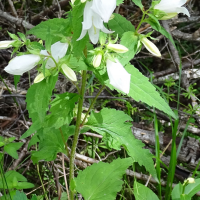 campanula_trachelium3mv (Campanula trachelium)