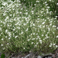 Cherleria laricifolia (Alsine à feuilles de mélèze, Minuartie à feuilles de mélèze)