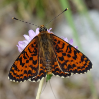 boloria_dia4mv (Boloria dia)