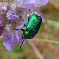 cryptocephalus_aureolus4mv (Cryptocephalus aureolus)