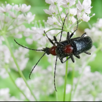 Dinoptera collaris (Acméops à thorax rouge, Rhagie nez-de-clown)