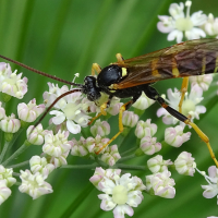 ichneumon_sarcitorius2mv