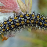 melitaea_athalia_ch1mv